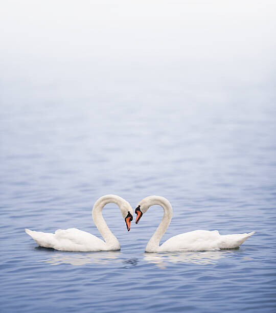 Fotografi Swans on a lake happily in love