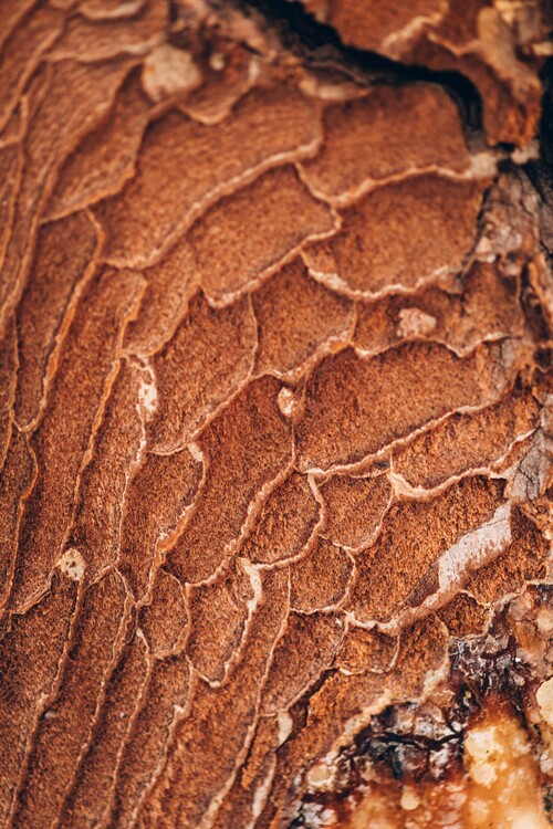Umelecká fotografie Texture from the forest