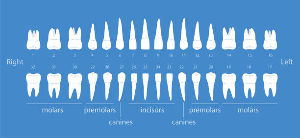 Umetniška fotografija The diagram of human teeth, vector illustration