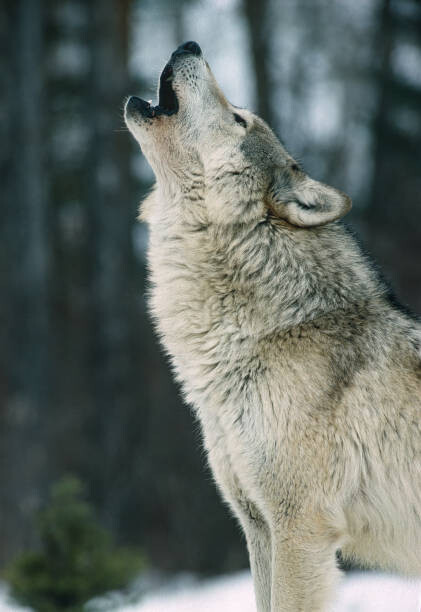 Kunstfotografi The Gray wolf, Canis lupus,