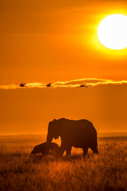 Fotografie de artă The Mighty World of Elephants!