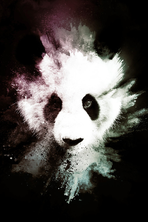 Umelecká fotografie The Panda