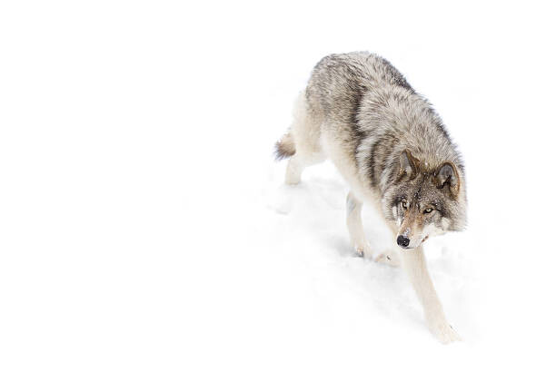 Kunstfotografie Timber Wolf in winter