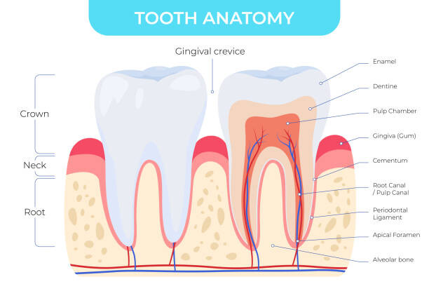 Umělecká fotografie Tooth anatomy dental outside and inside