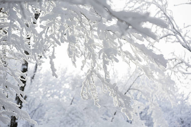Művészeti fotózás Trees in the snow,