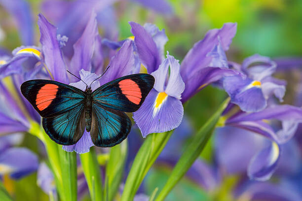 Művészeti fotózás Tropical butterfly on blue iris
