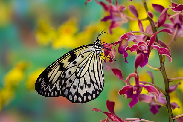 Művészeti fotózás Tropical Butterfly the paper kite wings closed