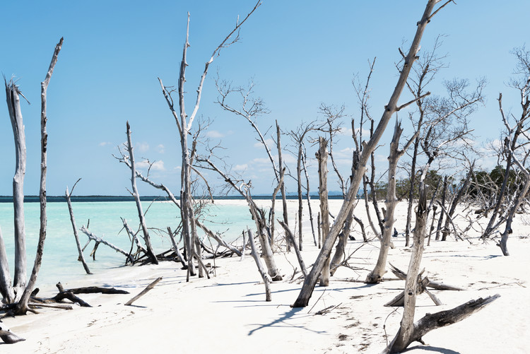 Photographie d'art Tropical Wild Beach