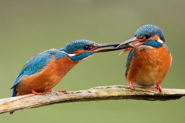 Fotografi Two common kingfishers, alcedo atthis passing