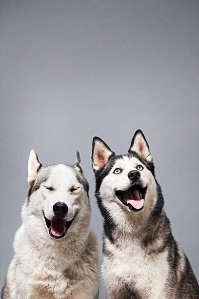 Umělecká fotografie Two Happy Husky Dogs