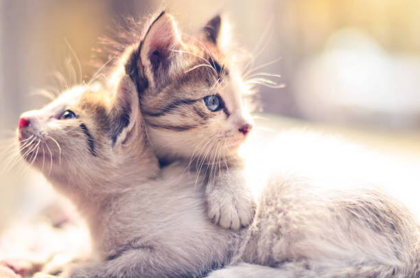 Umělecká fotografie Two kittens.