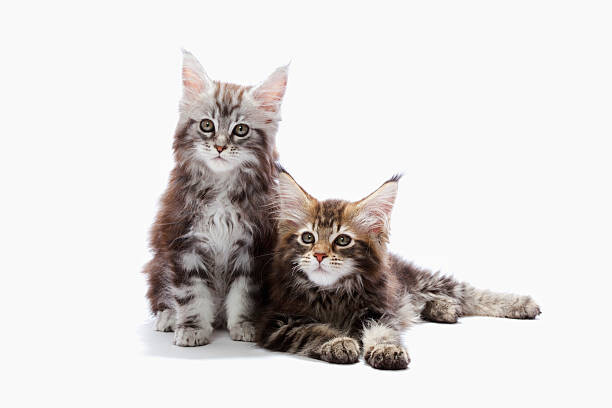 Kunstfotografie Two kittens of Maine coon cat