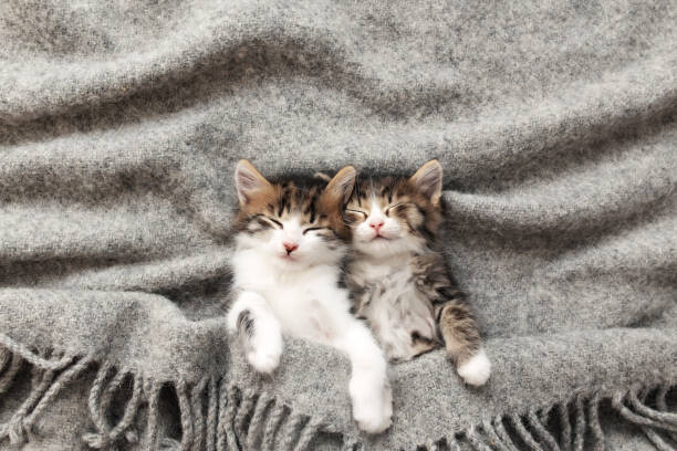 Kunstfotografie Two little kittens sleep with their