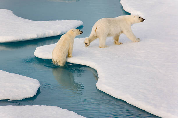 Fotografi Two polar bears climbing out of water.