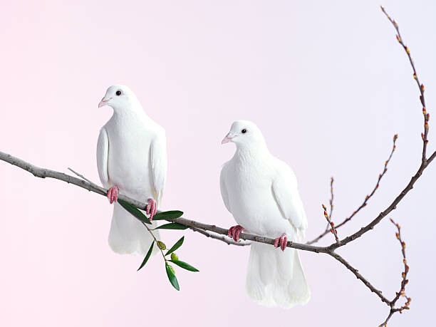 Umělecká fotografie Two white doves with olive branch