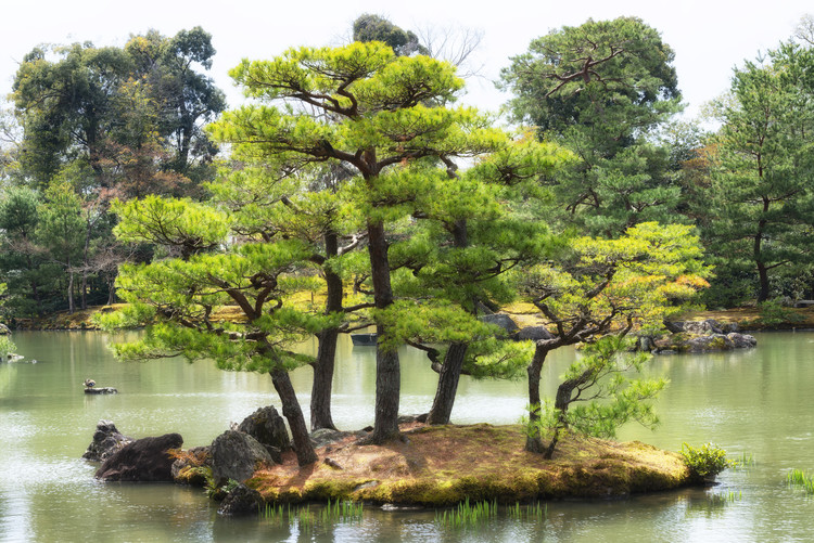 Arte fotográfico Vegetal Island