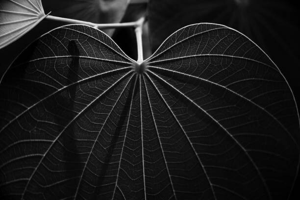 Művészeti fotózás Veins of a leaf