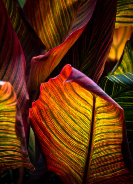 Umělecká fotografie Vibrant Coloured Leaves of Canna Plant