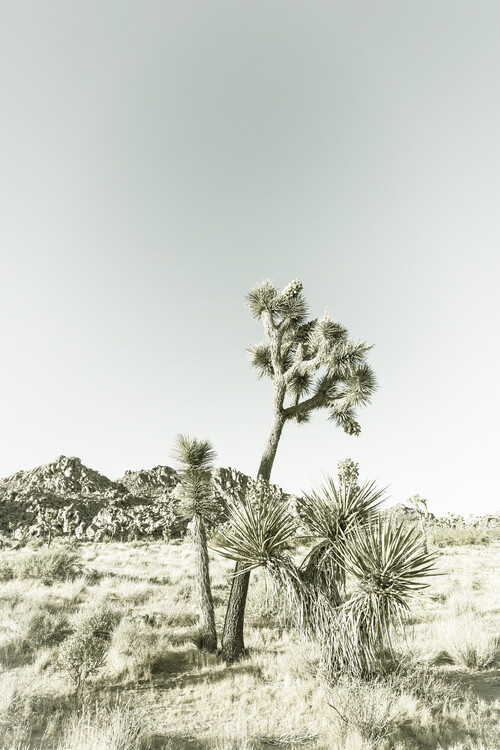 Photographie d'art Vintage Joshua Trees