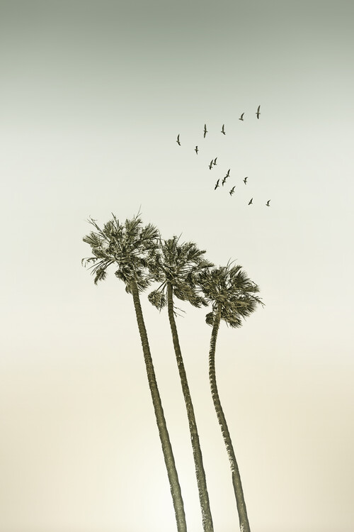Umělecká fotografie Vintage palm trees at sunset