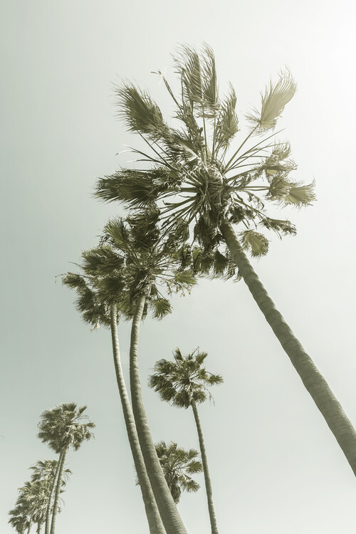Arte fotográfico Vintage Palm Trees in the sun