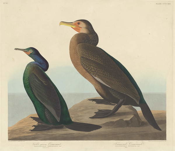 Obraz na plátně Violet-green Cormorant and Townsend's Cormorant