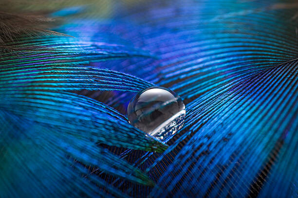Konstfotografering Water Drop on Feather