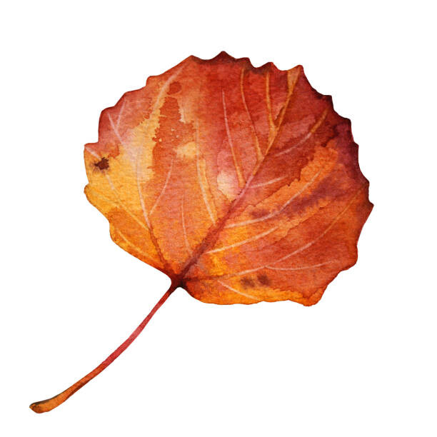 Fotografia artystyczna Watercolor hand-drawn autumn red, orange leaf