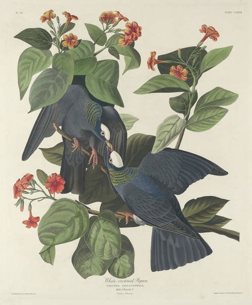 Obrazová reprodukce White-crowned Pigeon, 1833