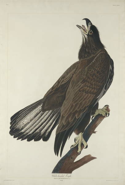 Obraz na plátně White-Headed Eagle, 1832