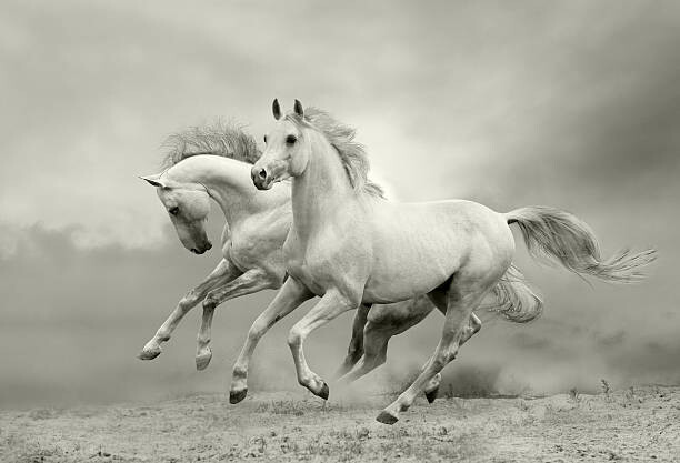 Kunstfoto white horses run