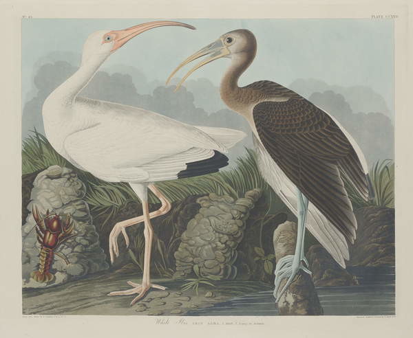 Obrazová reprodukce White Ibis, 1834