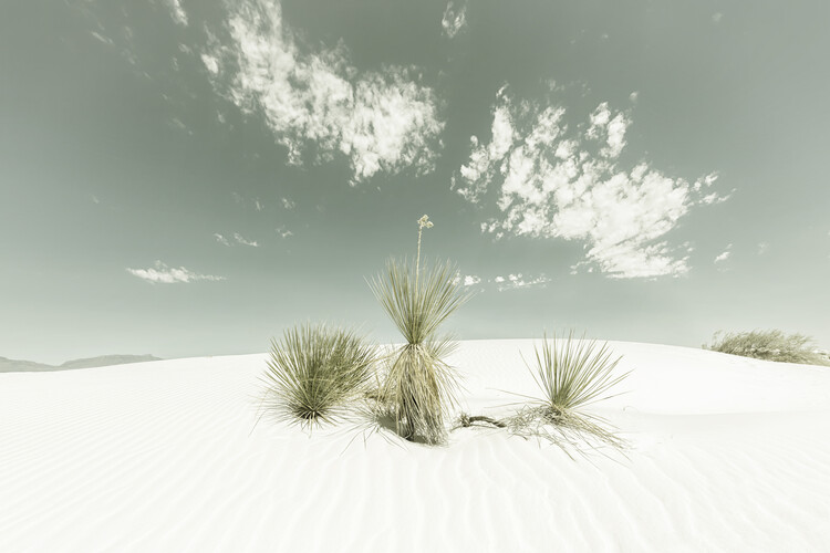 Arte fotográfico White Sands Vintage