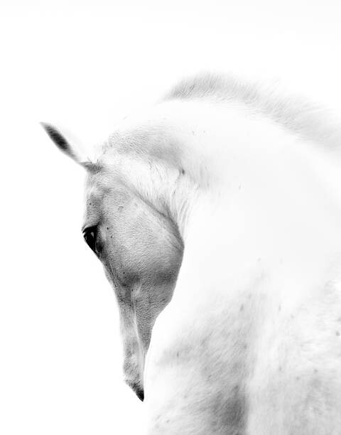 Konstfotografering White Stallion Andalusian Horse Neck Kind Eye