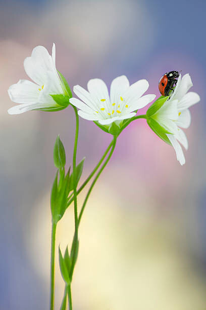 Fotografia Wildflowers