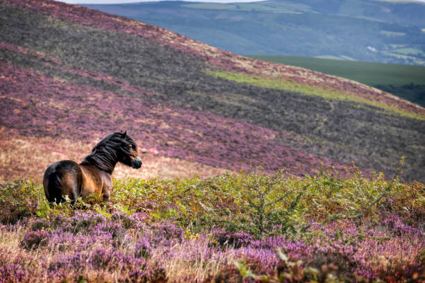 Umělecká fotografie Windswept Pony, Exmoor National Park, Somerset, UK
