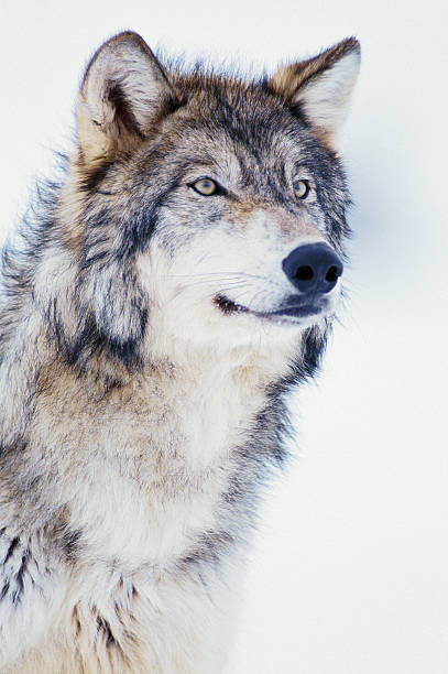 Kunstfotografi Winter Timber Wolf