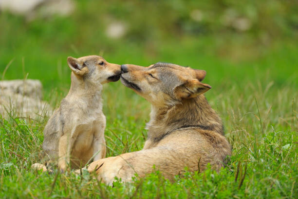 Kunstfotografi Wolf, Canis lupus, and Cub, Summer