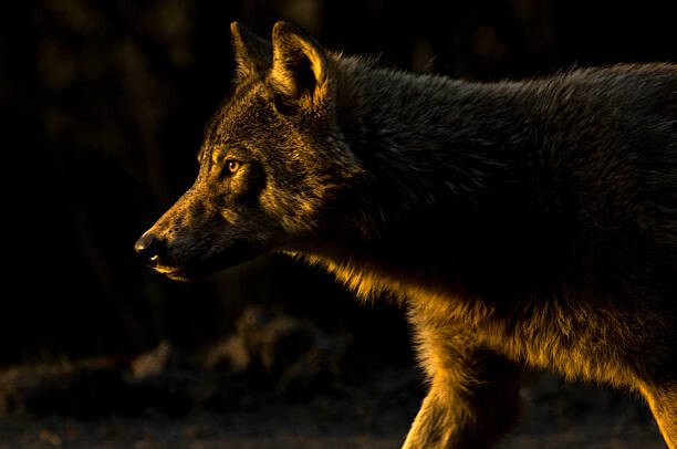 Kunstfotografi Wolf in Golden Light