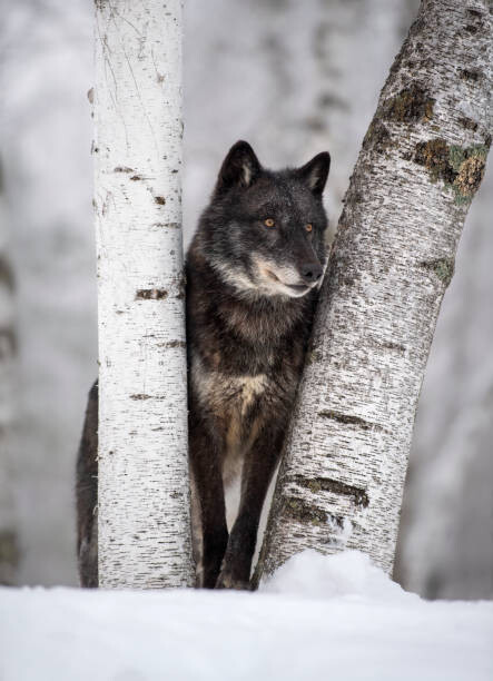 Kunstfotografi Wolf in the USA