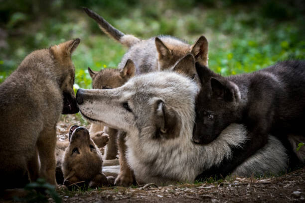 Kunstfotografi Wolf with litter of playful cubs