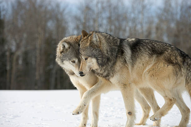 Kunstfotografi Wolves (Canis lupus) nuzzling in snow, side view