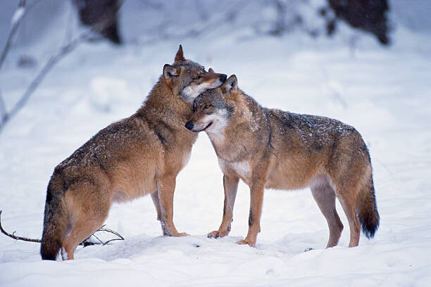 Kunstfotografi Wolves snuggling in winter
