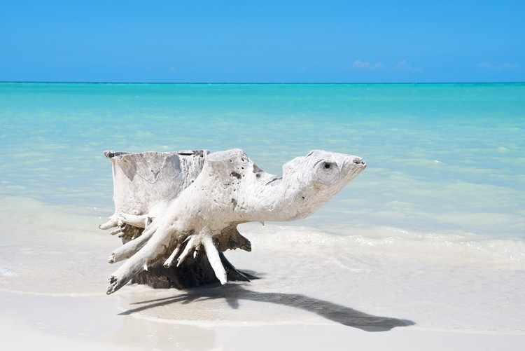 Photographie d'art Wooden Turtle on the Beach