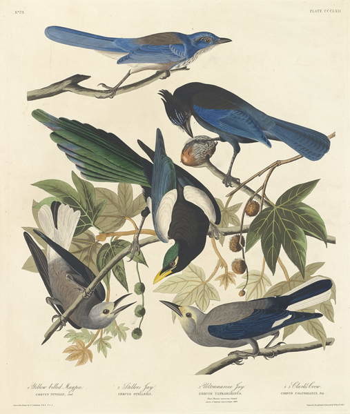Obraz na płótnie Yellow-billed Magpie, Stellers Jay, Ultramarine Jay and Clark's Crow