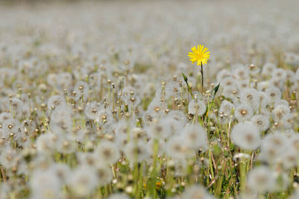 Fotografia artystyczna Yellow Flower in meadow of dandelion