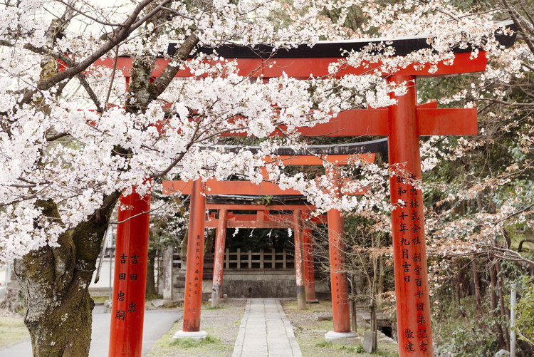 Arte fotográfico Yoshida Shrine Torii