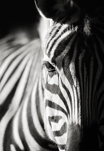 Umelecká fotografie zebra close-up