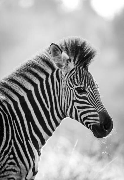 Umělecká fotografie Zebra