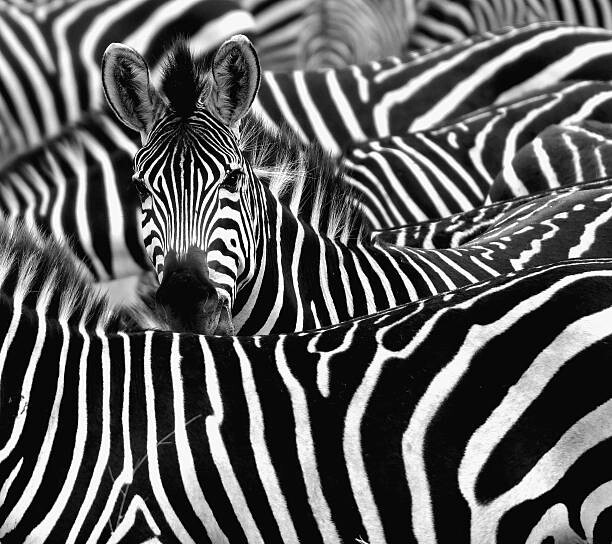 Umělecká fotografie Zebra surrounded with black and white stripes